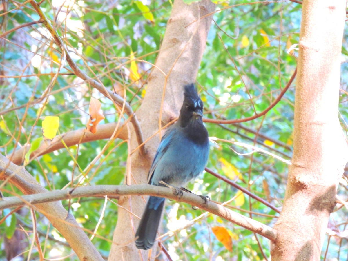 Steller's Jay - ML623925728