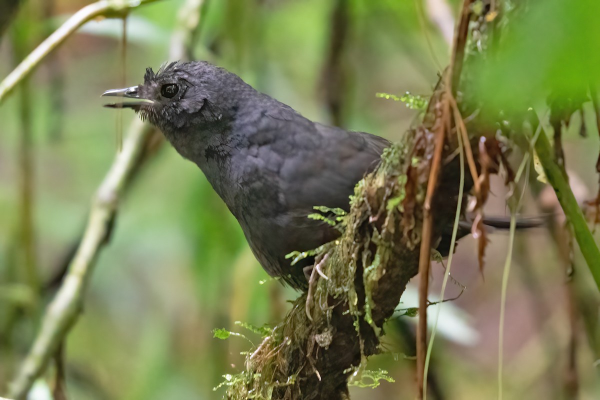 Stiles's Tapaculo - ML623925734