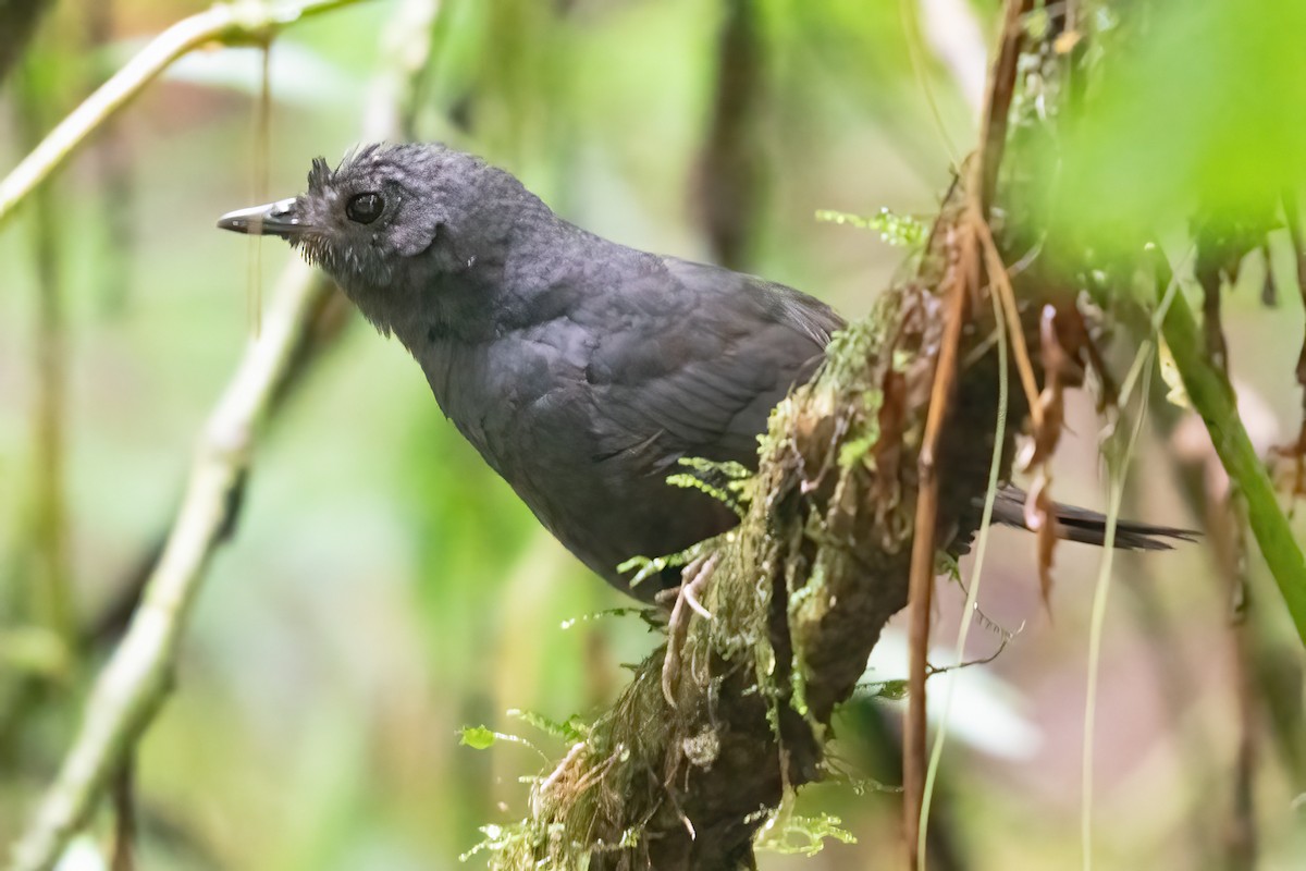 Stiles's Tapaculo - ML623925735