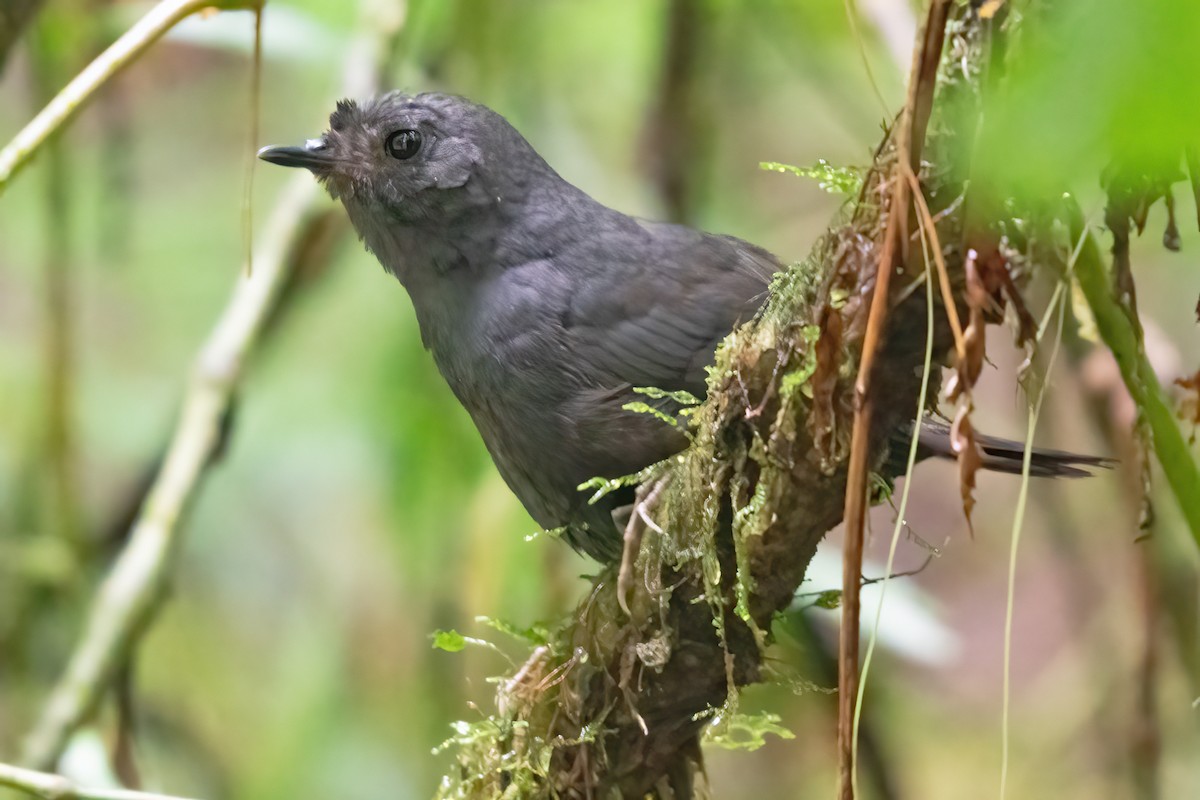 Stiles's Tapaculo - ML623925736