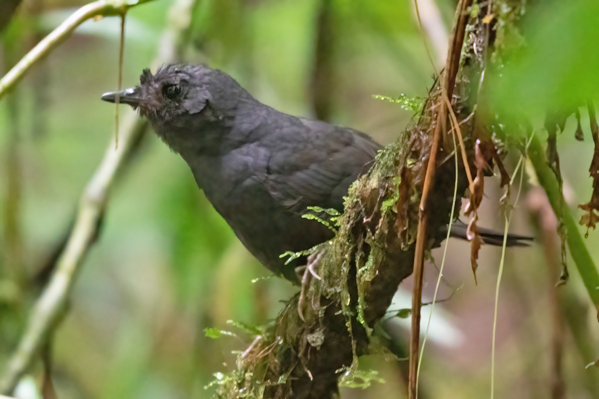 Stiles's Tapaculo - ML623925738