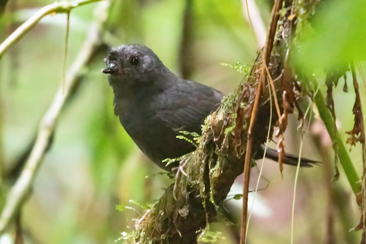 Stiles's Tapaculo - ML623925739