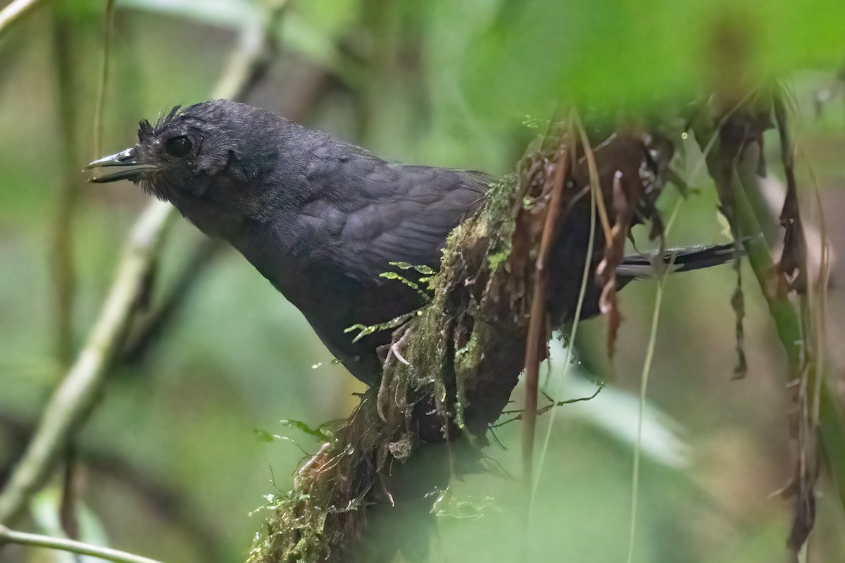 Stiles's Tapaculo - ML623925740