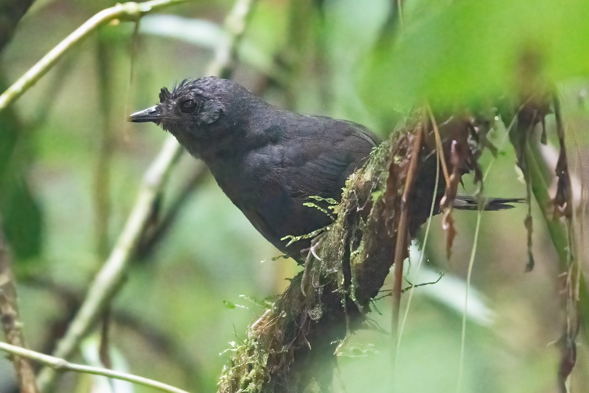 Stiles's Tapaculo - ML623925741