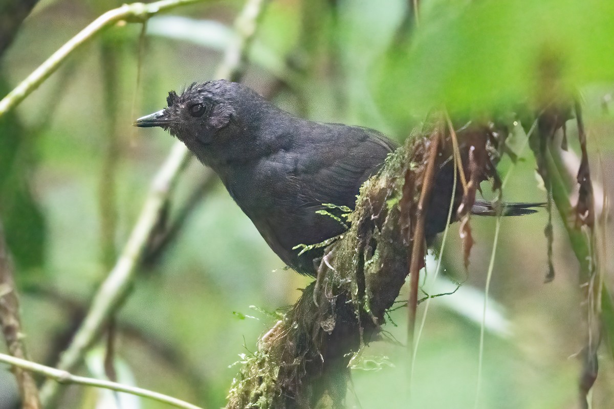 Stiles's Tapaculo - ML623925742