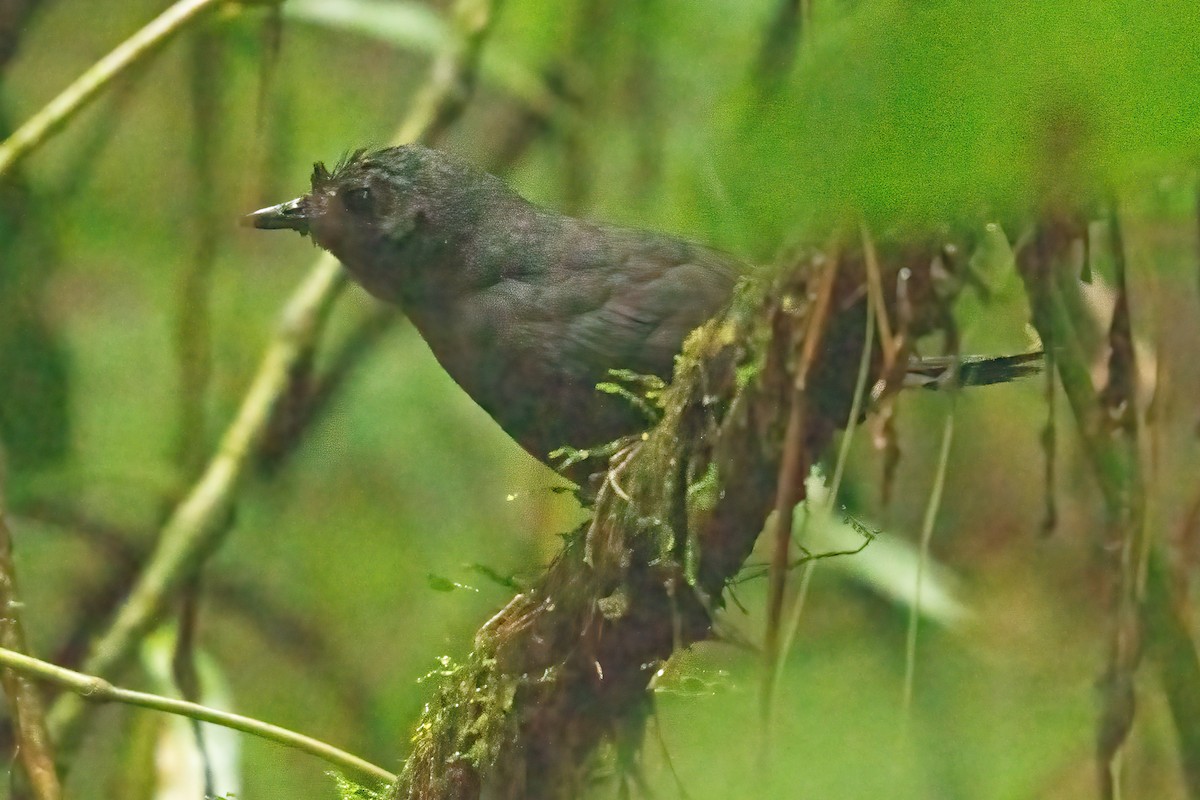 Stiles's Tapaculo - ML623925743