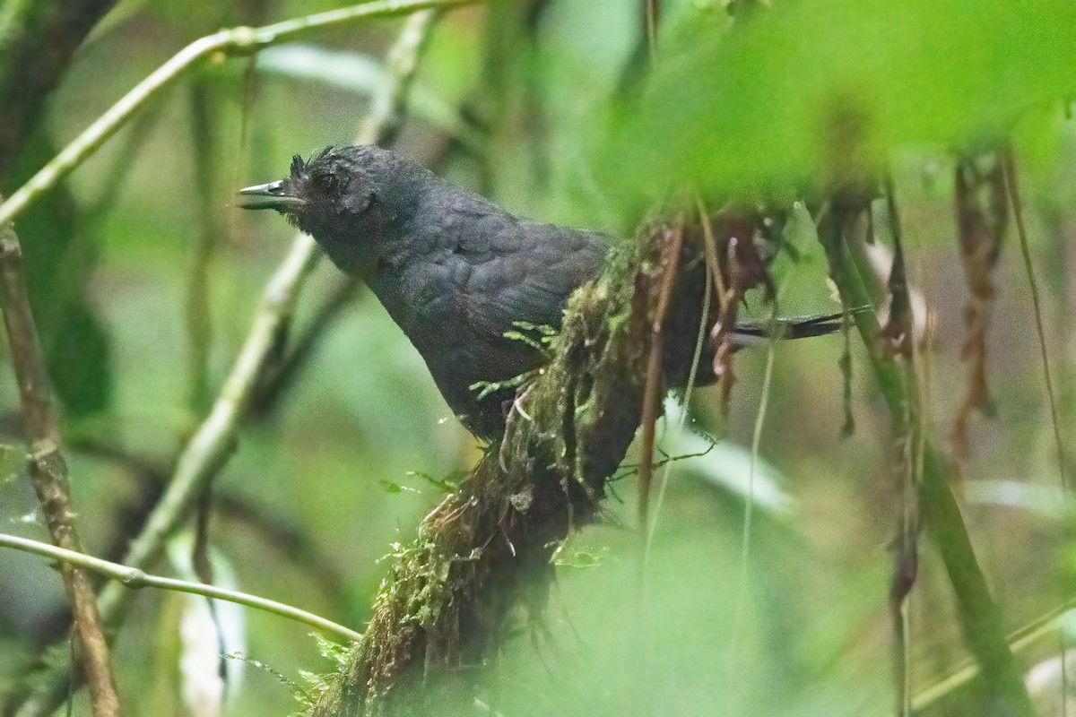 Stiles's Tapaculo - ML623925744