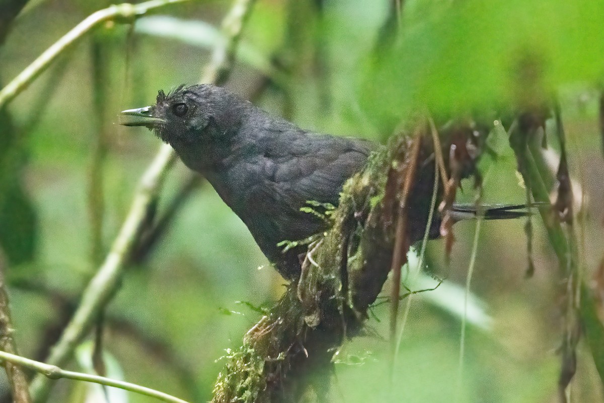 Stiles's Tapaculo - ML623925745