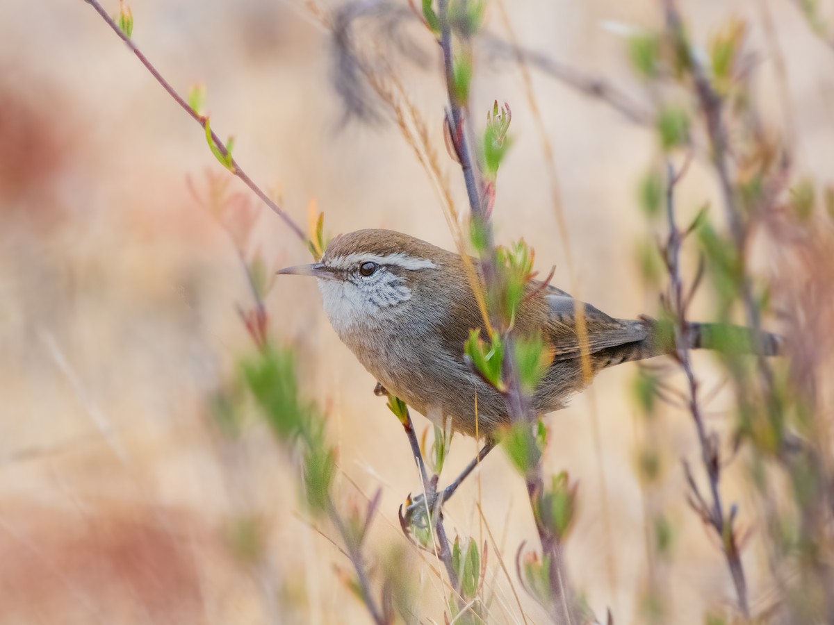 Bewick's Wren - ML623925747