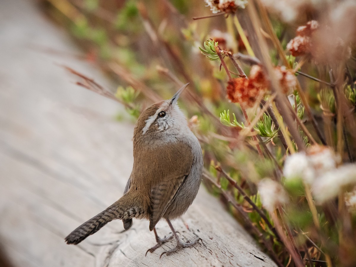 Bewick's Wren - ML623925748