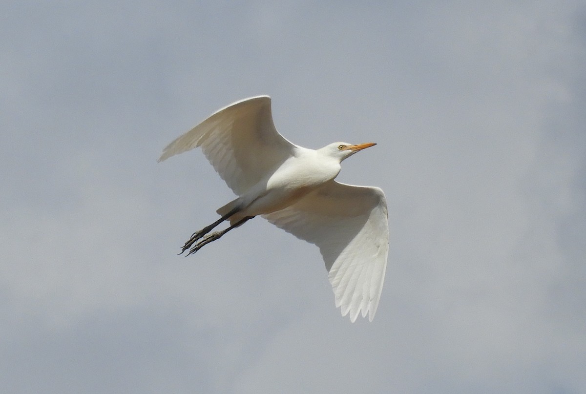 Western Cattle Egret - ML623925749