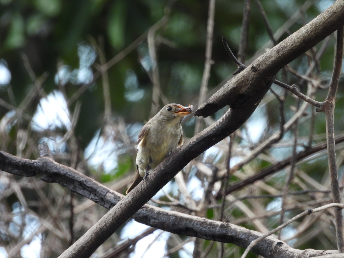 Eastern Wood-Pewee - ML623925751