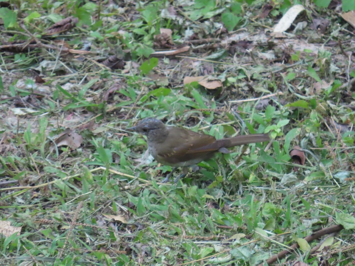 Pale-breasted Thrush - ML623925761