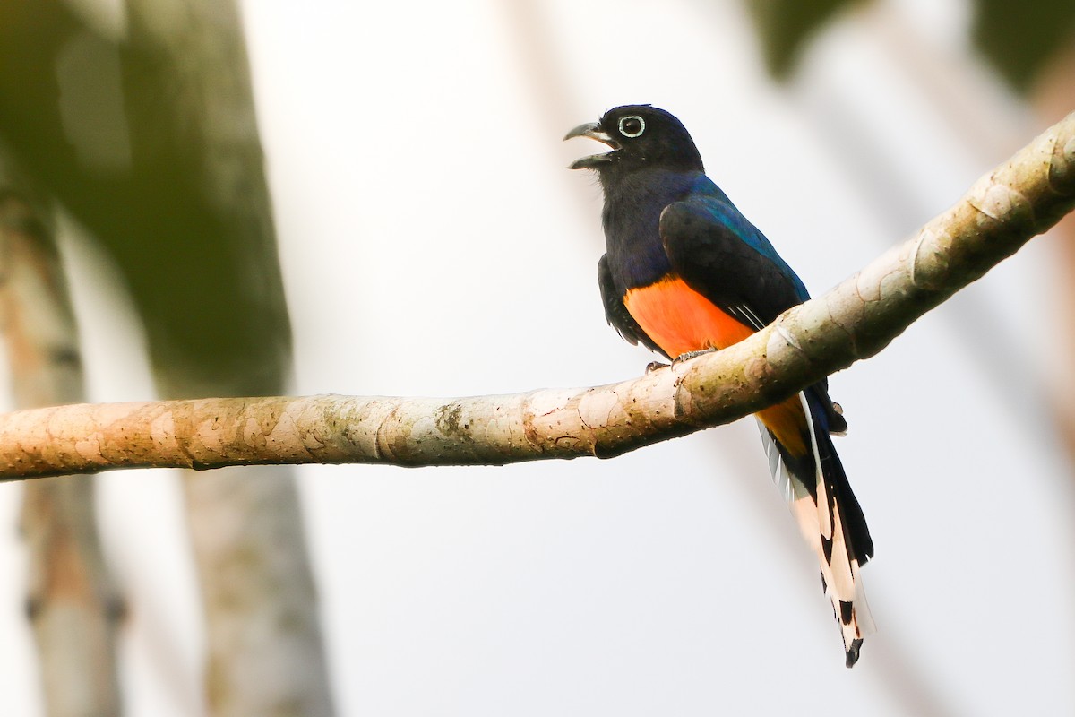 Green-backed Trogon - ML623925762