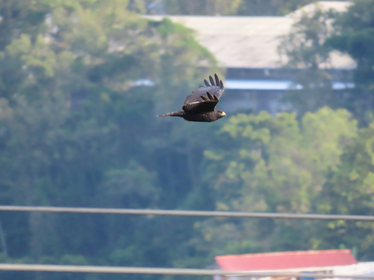 Zone-tailed Hawk - Carolina Molina Pérez