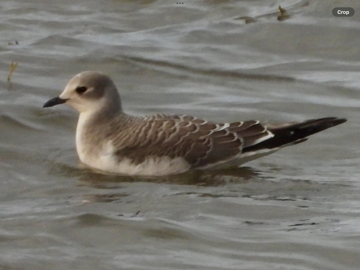 Sabine's Gull - Louise Duguay