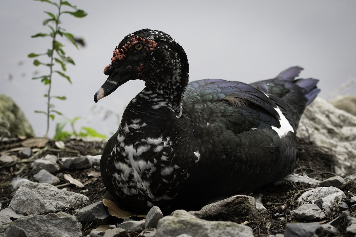 Muscovy Duck (Domestic type) - ML623925784