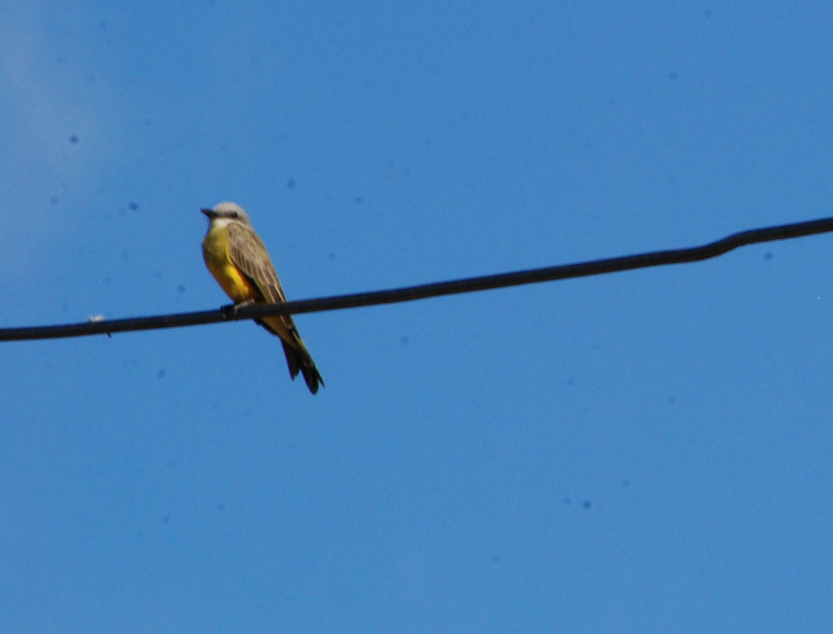 Tropical Kingbird - ML623925790