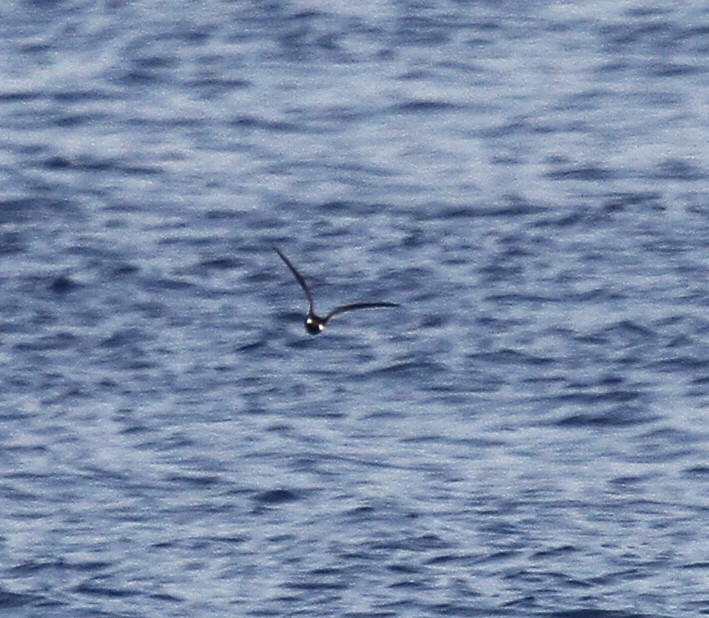 Leach's Storm-Petrel (Chapman's) - ML623925803