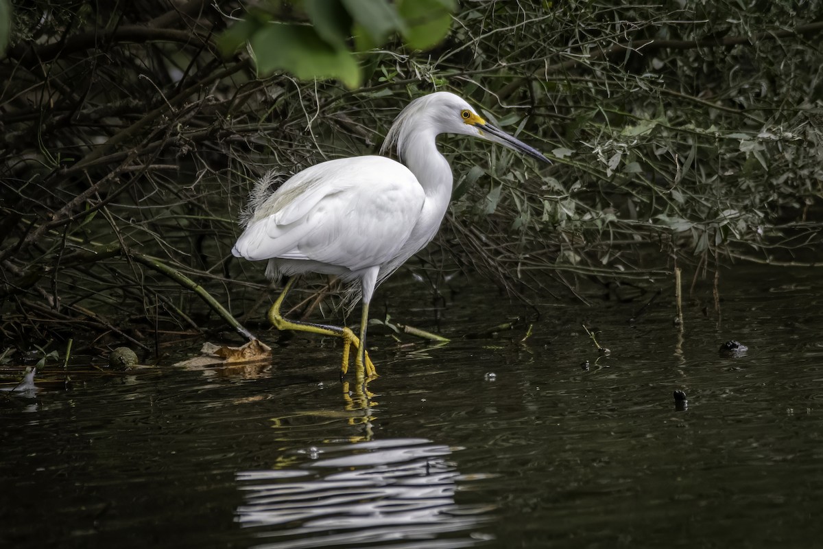 Snowy Egret - ML623925809