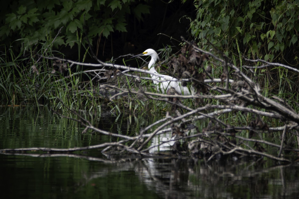 Snowy Egret - ML623925810