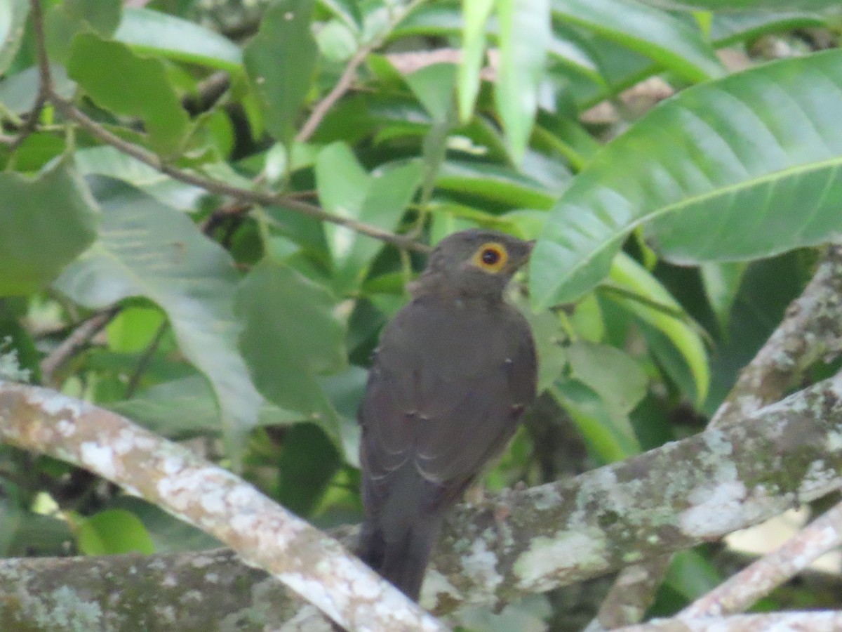 Spectacled Thrush - ML623925813