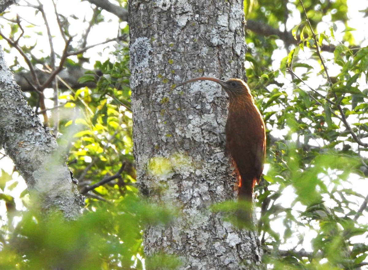 Red-billed Scythebill - ML623925849