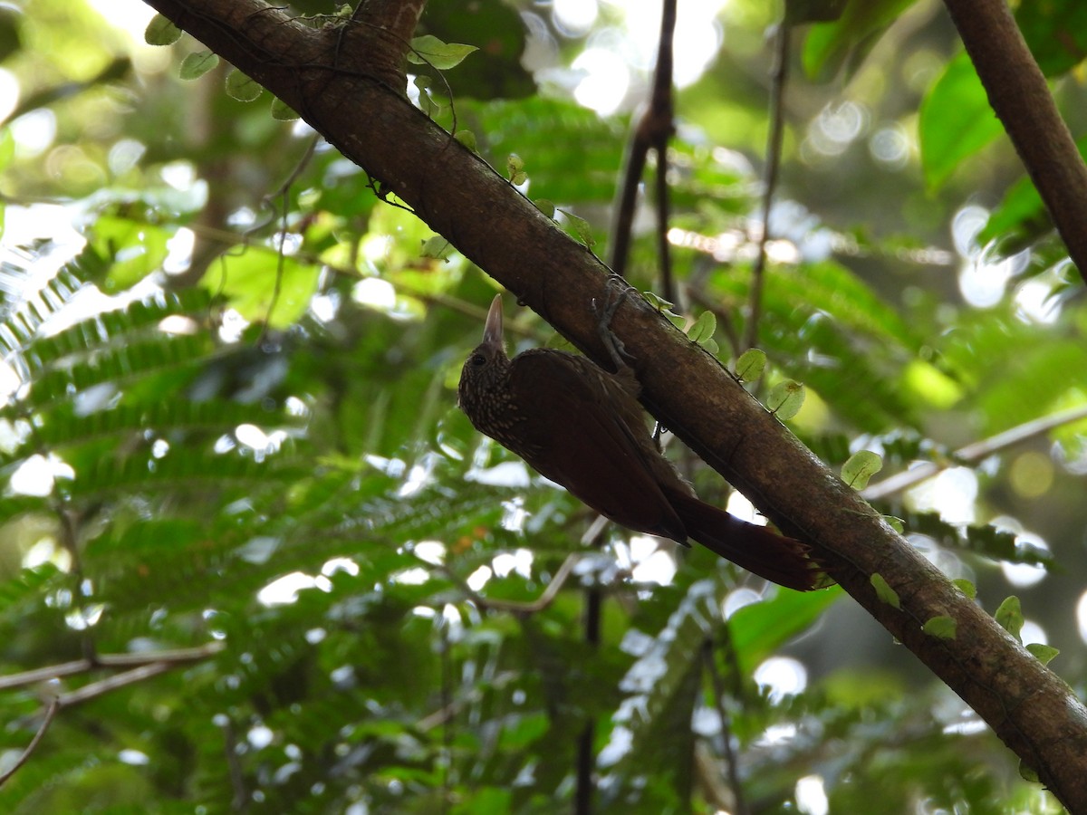 Striped Woodcreeper - ML623925861