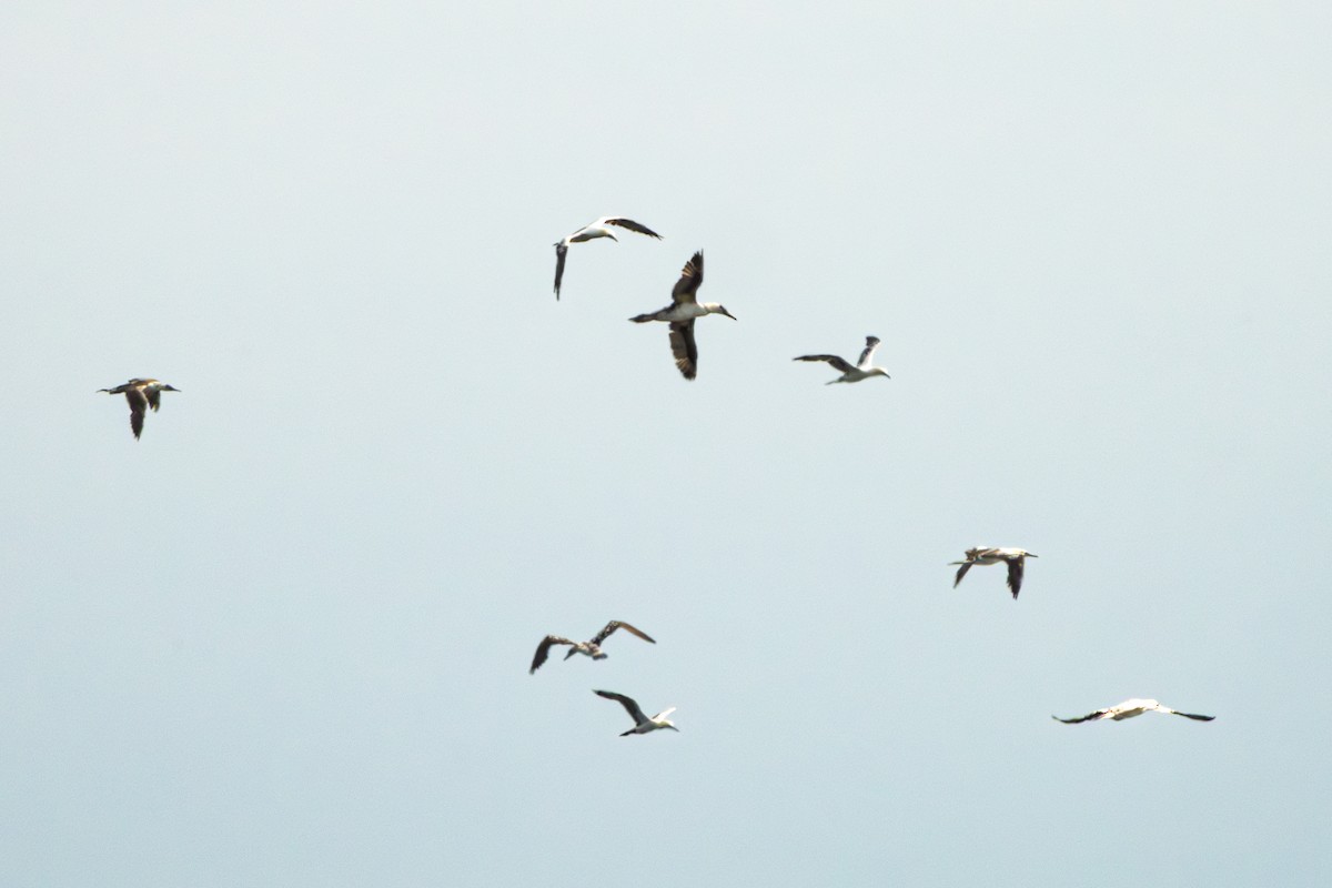 Northern Gannet - ML623925876