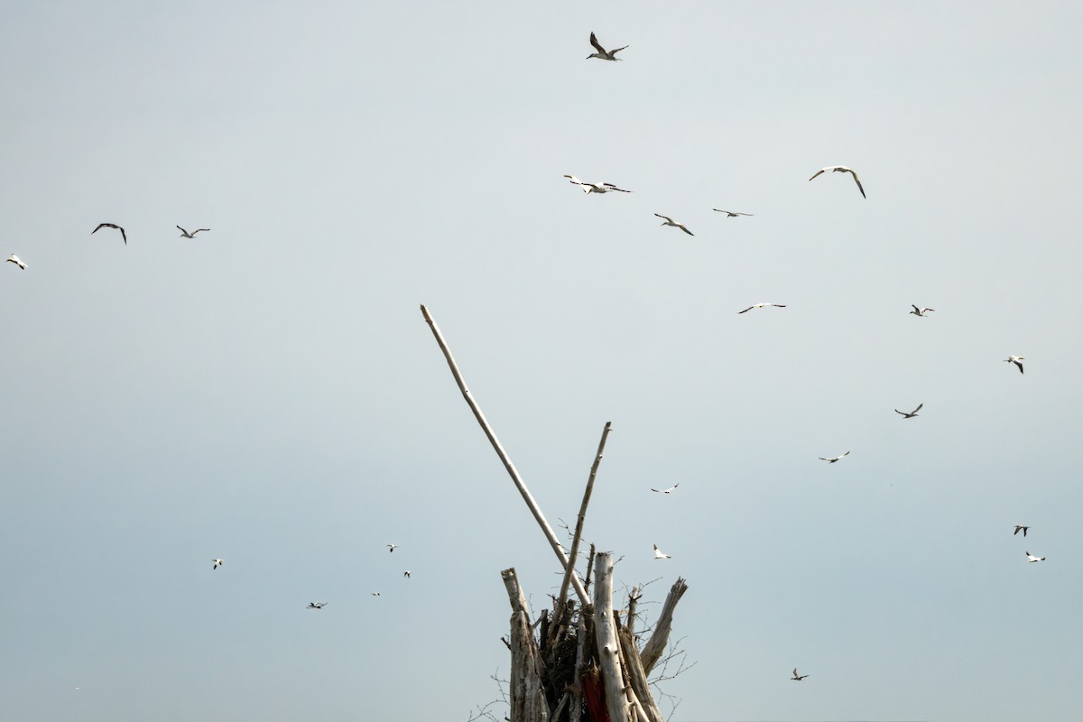 Northern Gannet - ML623925877