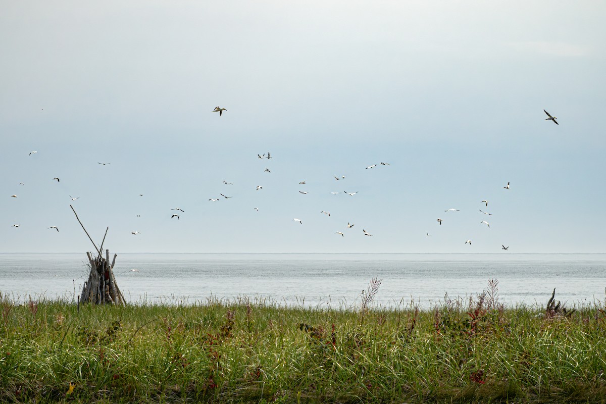 Northern Gannet - ML623925878