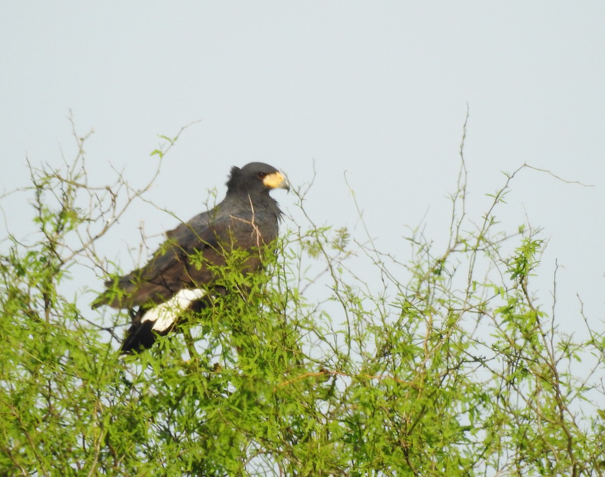 Great Black Hawk - ML623925902