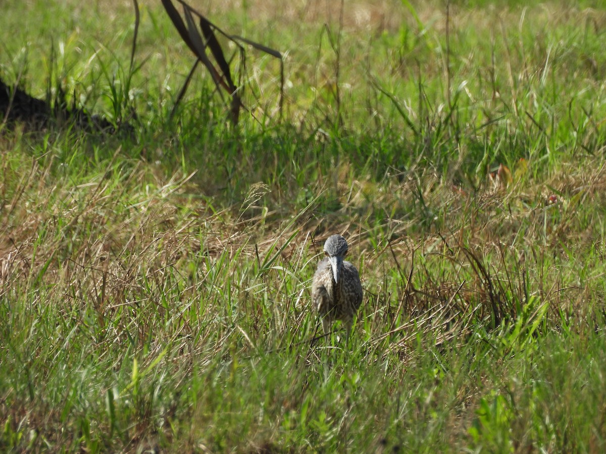 Yellow-crowned Night Heron - ML623925919