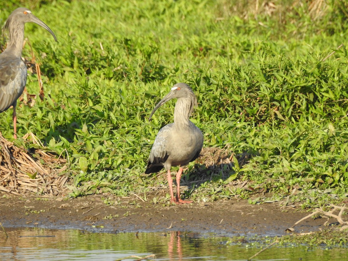 Plumbeous Ibis - ML623925927