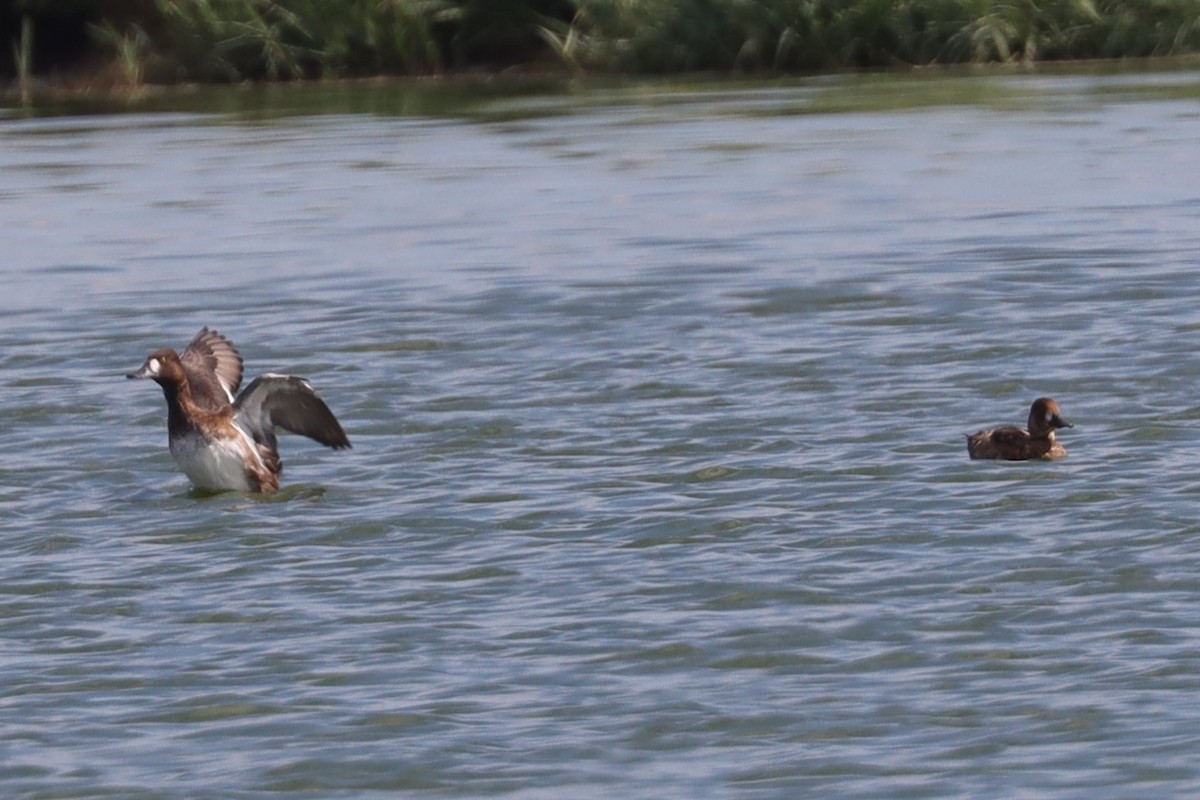 Lesser Scaup - ML623925929