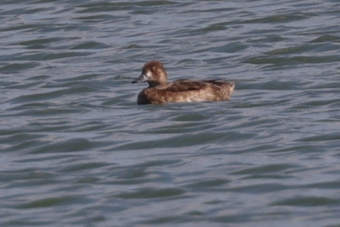 Lesser Scaup - ML623925936