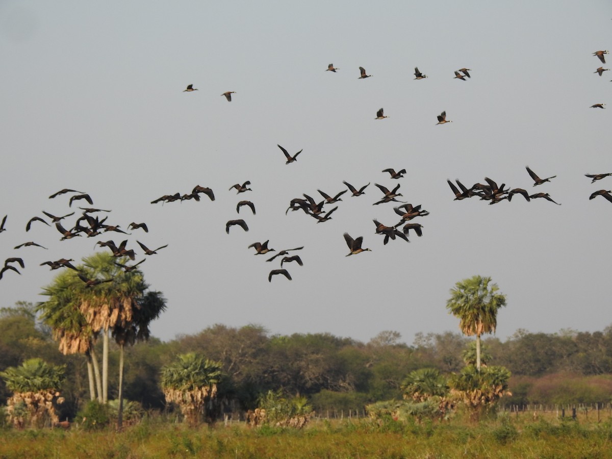 White-faced Whistling-Duck - Claudia Vazquez