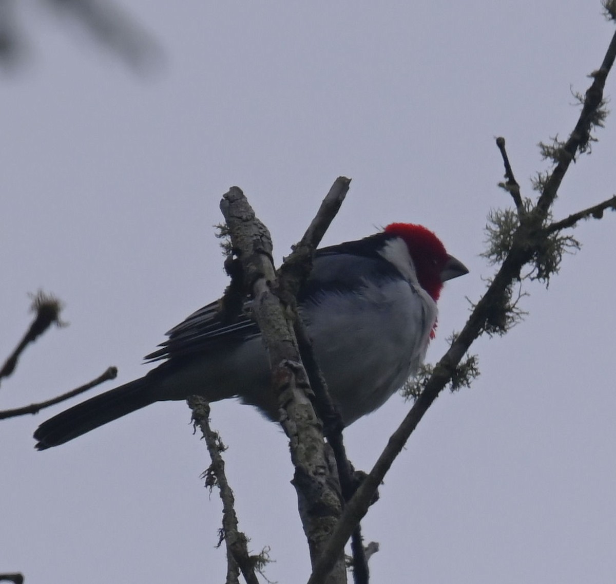 Red-cowled Cardinal - ML623925942