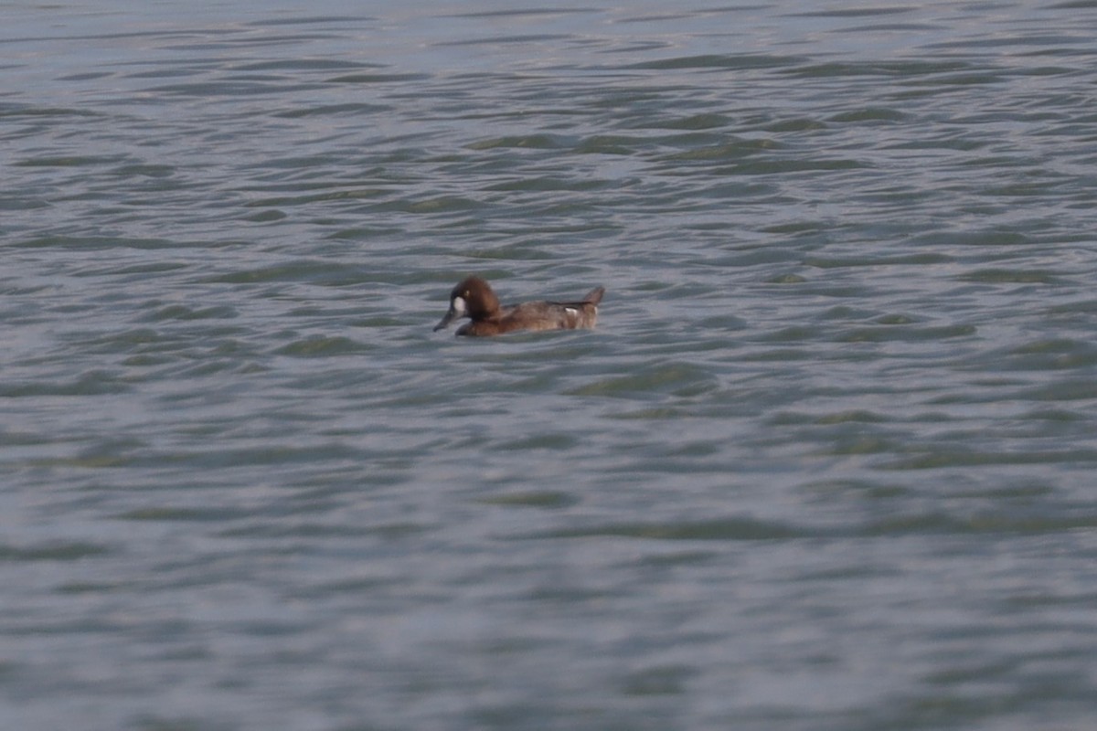 Lesser Scaup - ML623925944