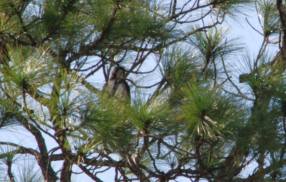 Red-tailed Hawk - ML623925945