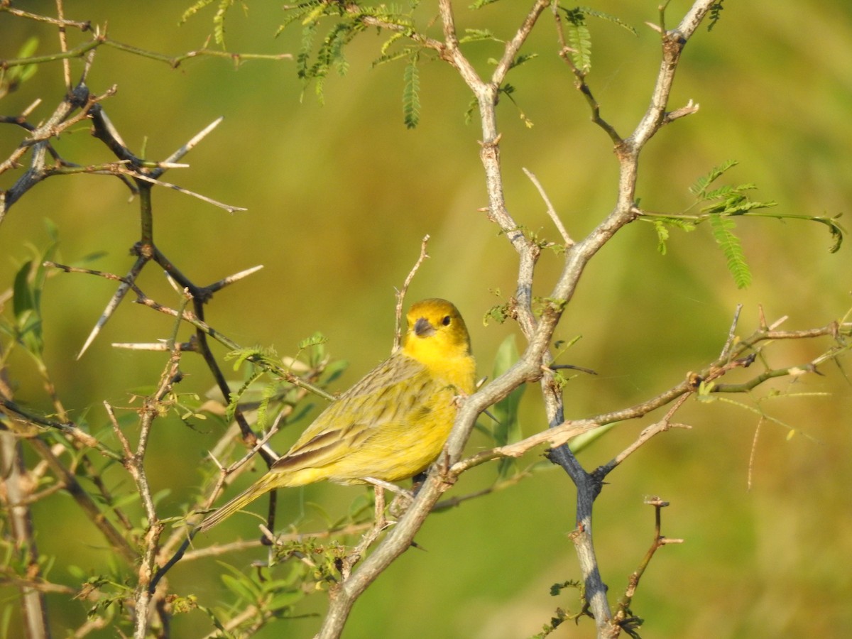 Saffron Finch - Claudia Vazquez