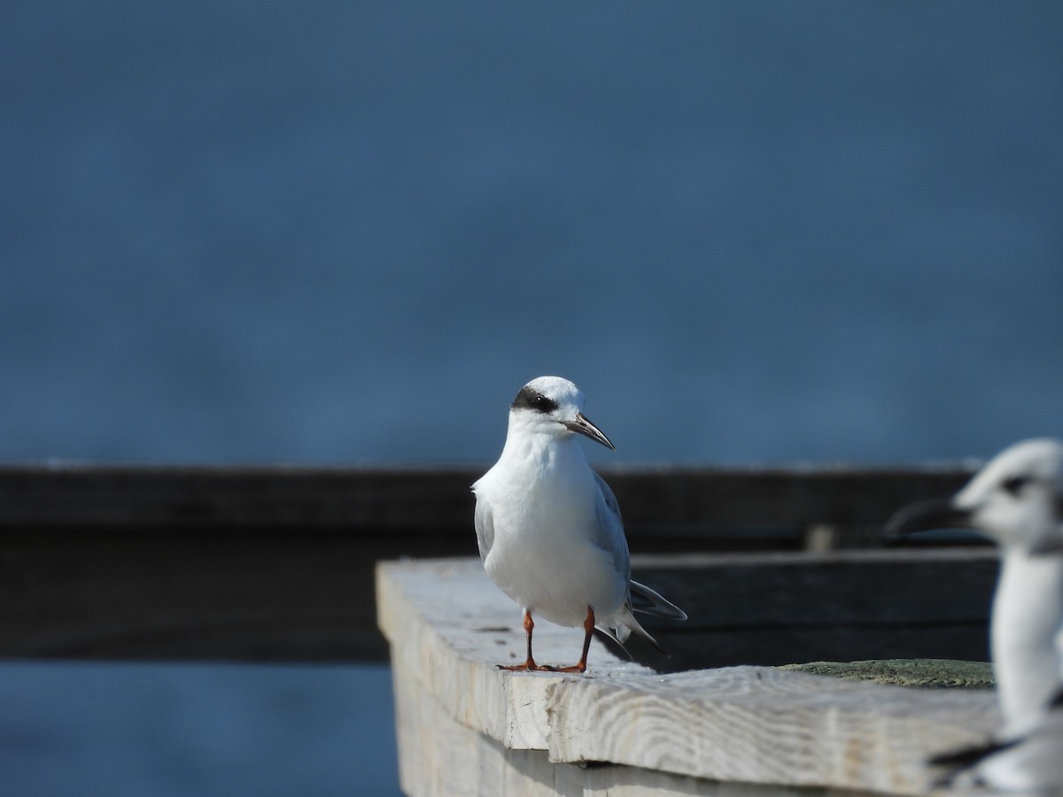 Forster's Tern - ML623925962