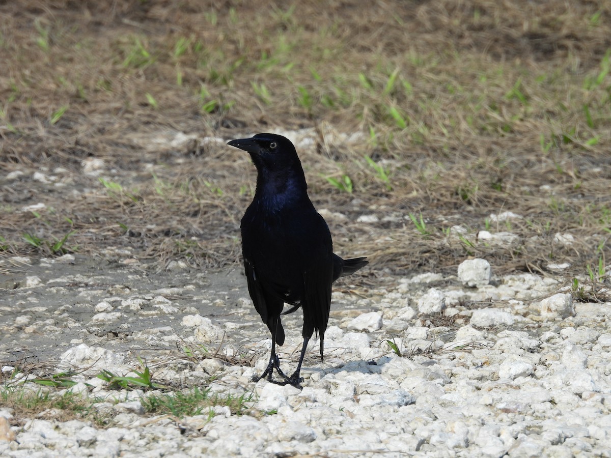 Boat-tailed Grackle - ML623925964