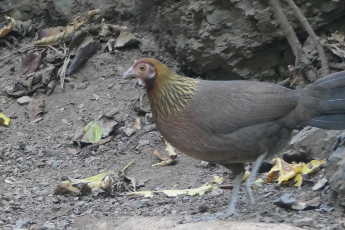 Red Junglefowl - ML623925977