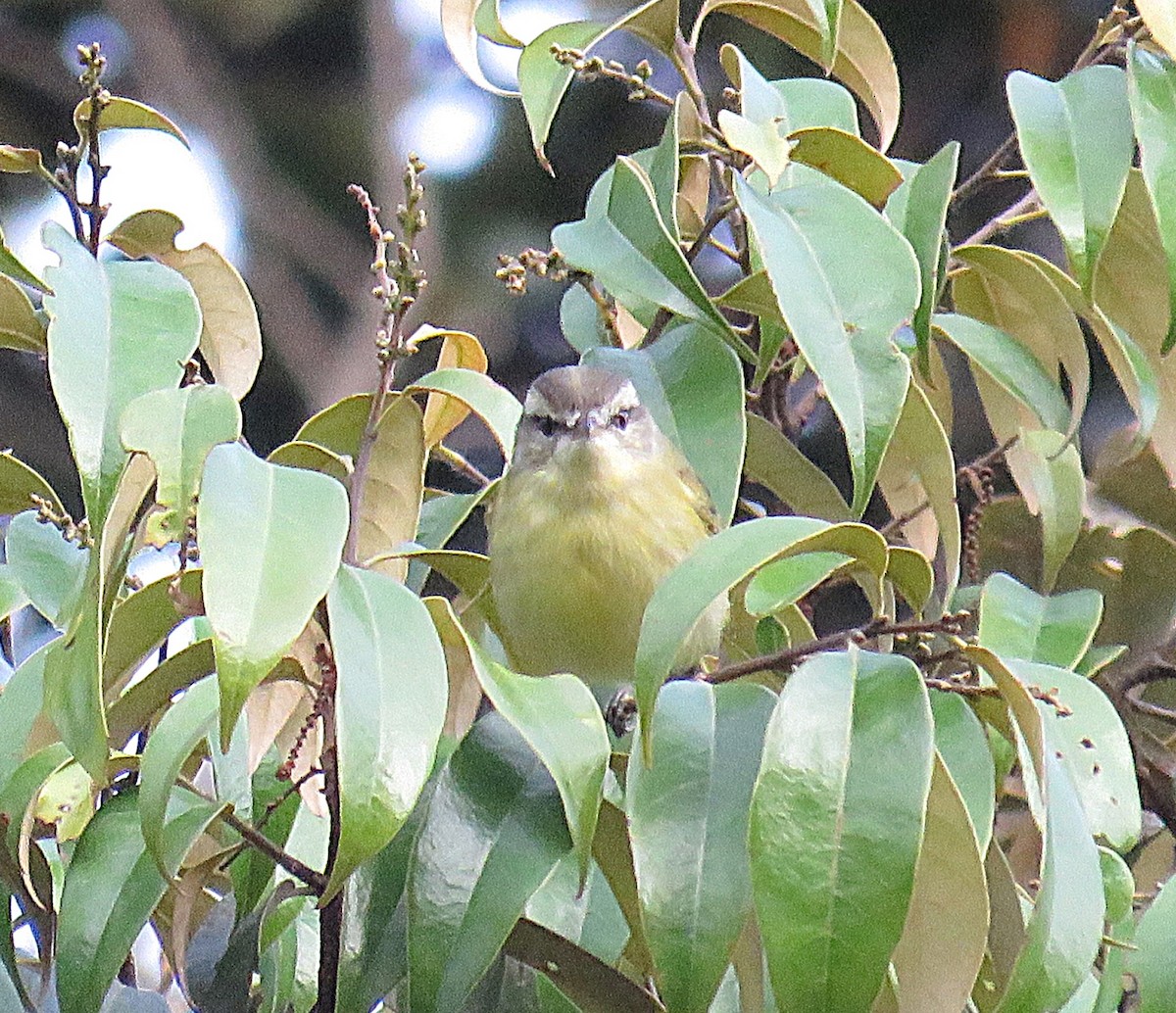 Island Leaf Warbler - ML623925984
