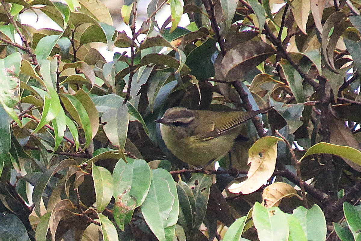 Island Leaf Warbler - ML623925985