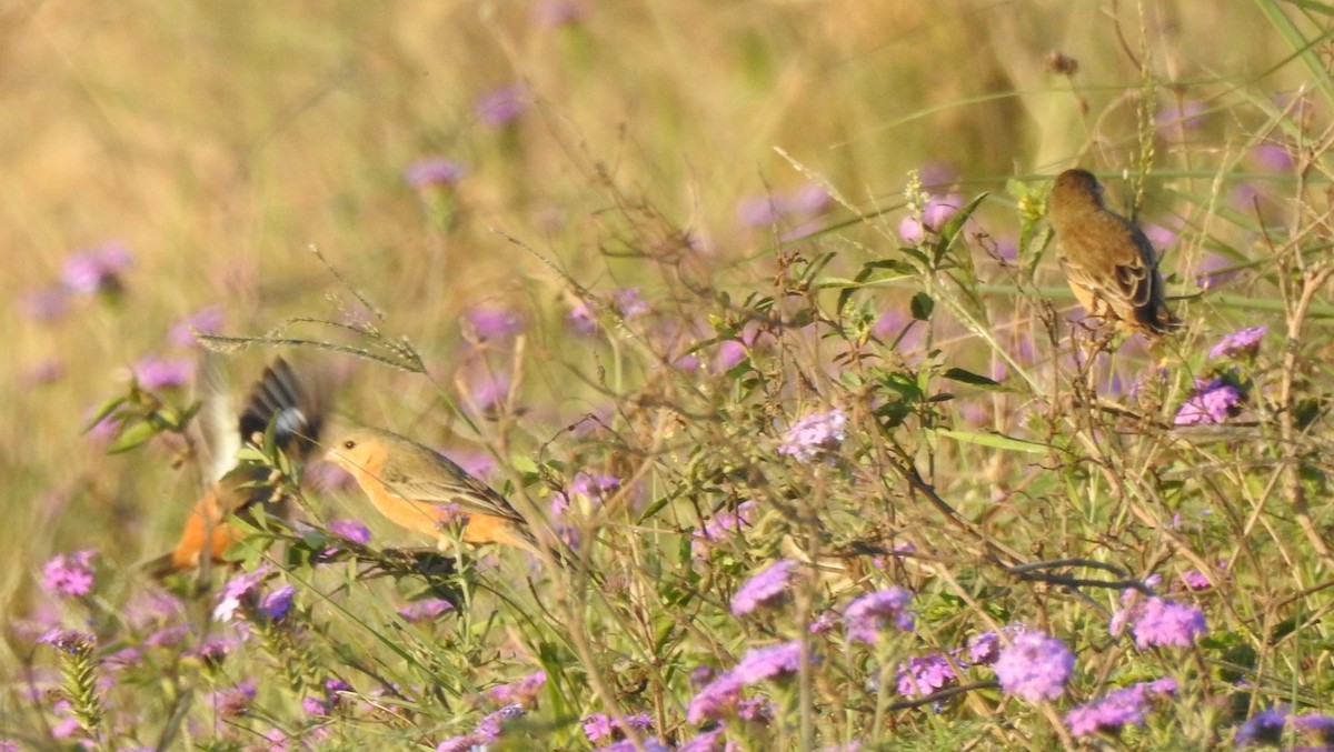 Tawny-bellied Seedeater - ML623925989