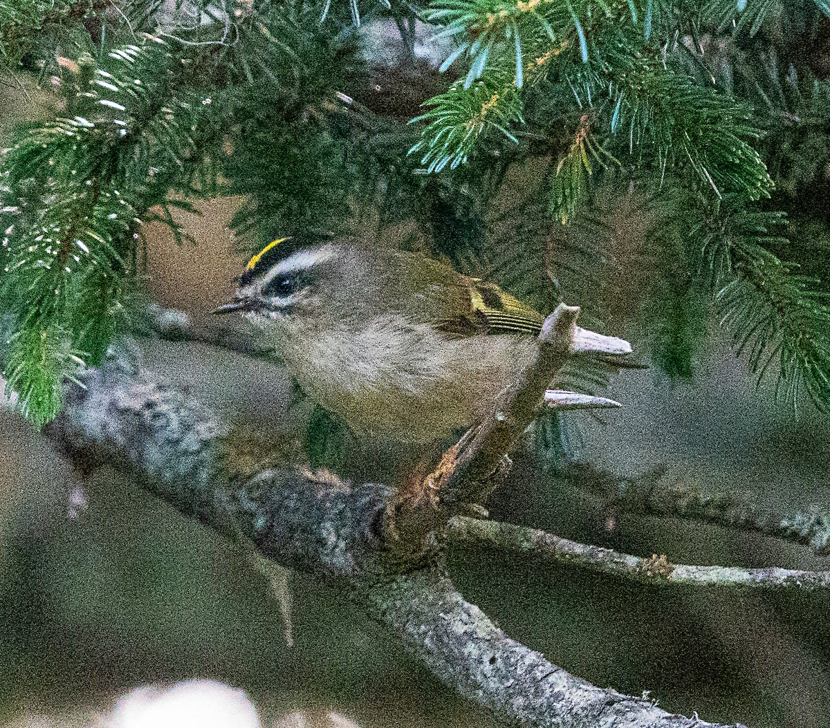 Golden-crowned Kinglet - ML623926019