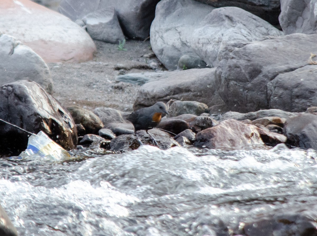 Rufous-throated Dipper - ML623926041