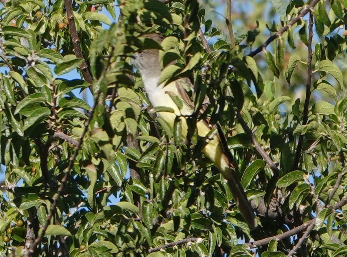 Brown-crested Flycatcher - ML623926055